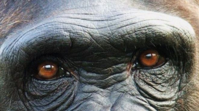 المراقبة البشرية للشمبانزي "دفعتها لتغيير عادات صيدها"