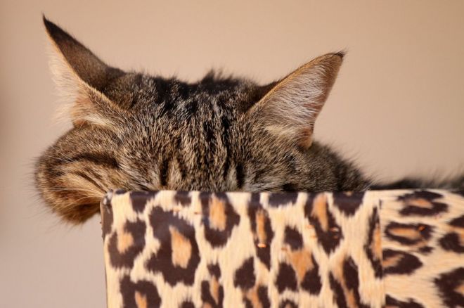 ஜென்னி டவுனிங்: "ஓநாயின் ஆடையில் ஒரு செம்மறி ஆடு போன்ற பூனை."