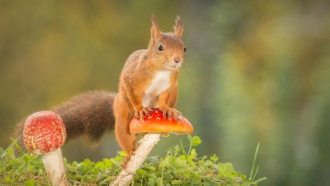 (Eurasian) Red Squirrel - Sciurus vulgaris - Carnivora