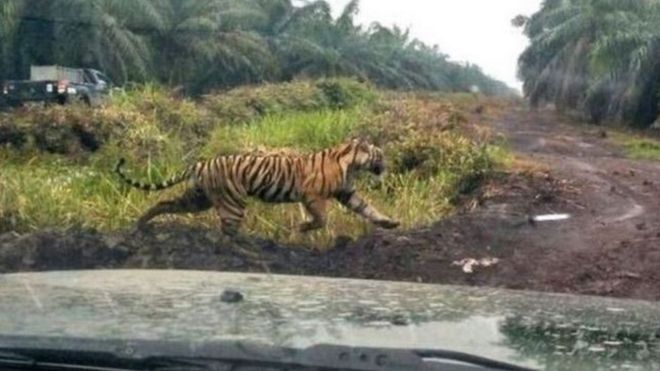 Harimau Bonita