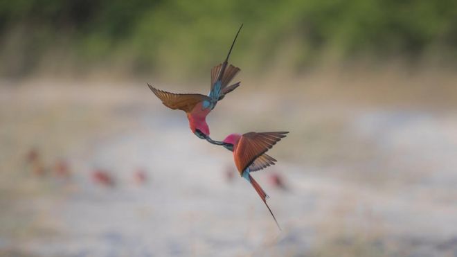 Fighting Acrobats by Juan van den Heever