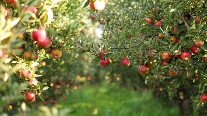 ما السرّ وراء أن يكون التفاح فاكهة جميع الفصول؟