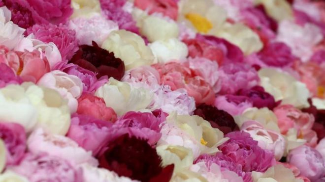 مهرجان زهور تشيلسي