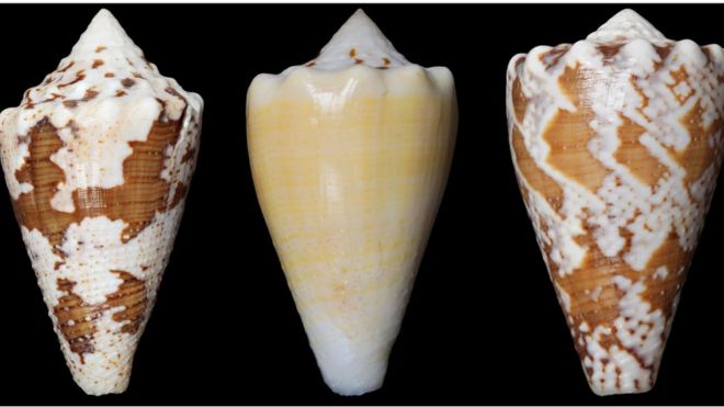 The compound (RgIA) in the study was obtained from the venom of the conus regius snail, or the royal cone.