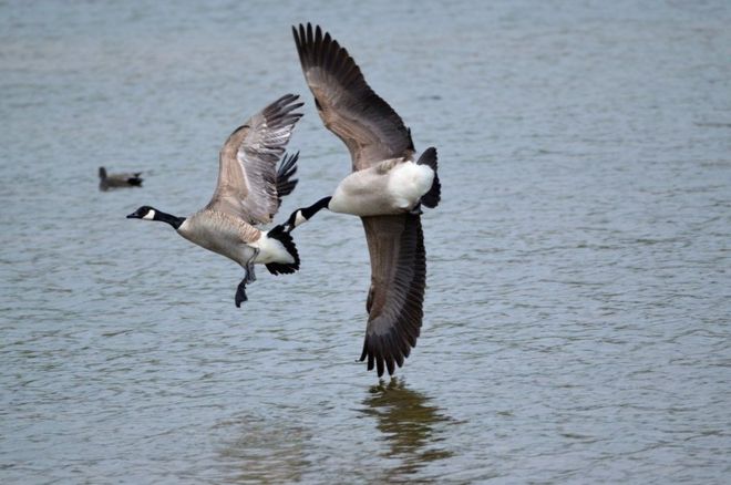 أوز كندي يطارد أوزة أخرى في بحيرة كوليدج ليك