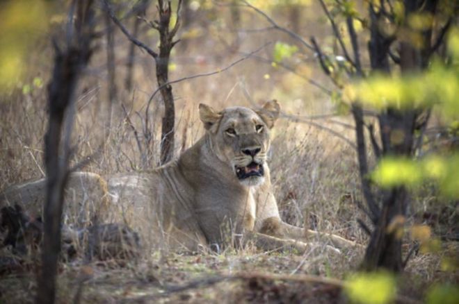 Msichana wa miaka 10 auwawa na simba Zimbabwe