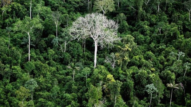 Miti Amazon, Brazil, Juni 2012 Getty images