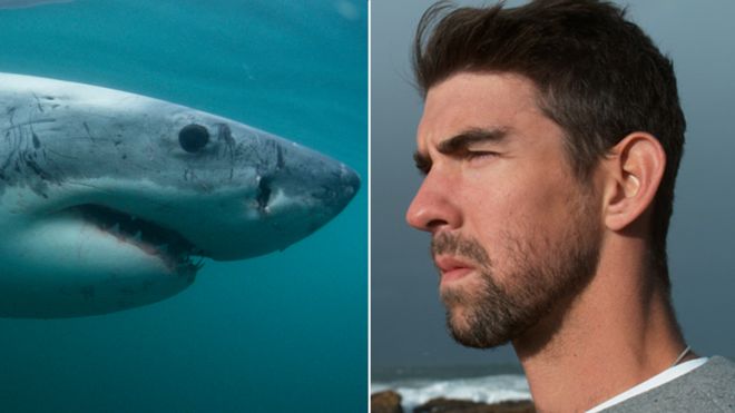 Michael Phelps loses ‘race’ to Great White shark (bbc.com)