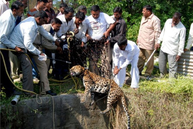 Leopardo puxado de um poço com uma rede em dezembro de 2010