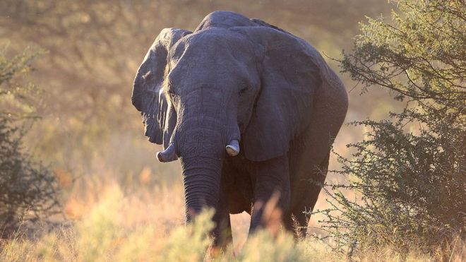 An elephant kicks up dust outside Kingspool Luxury Safari Camp in the Okanvango Delta on June 18, 2010