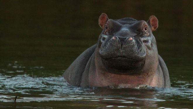 A hippopotamus sits in the Limpopo river at the Pafuri game reserve on July 22, 2010 in Kruger National Park, South Africa.