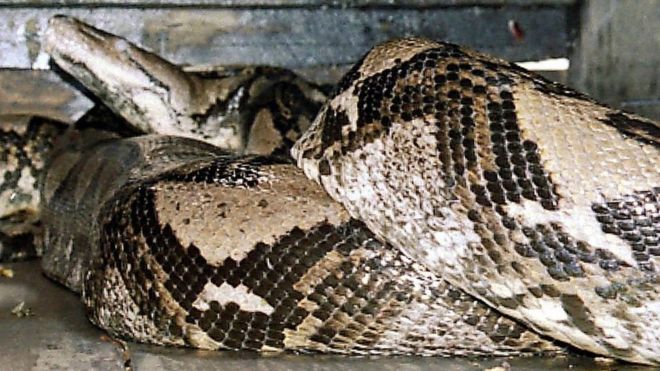 Cobra no zoológico de Kendal, na Indonesia, em 2003.