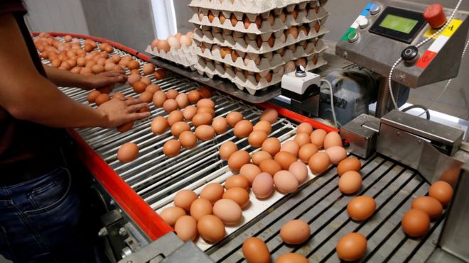 계란 생산 라인에서 Wortel 앤트워프, 벨기에, 8 월 8 일 2017 근처