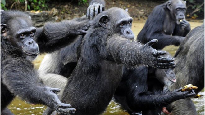 Chimpancés en Liberia