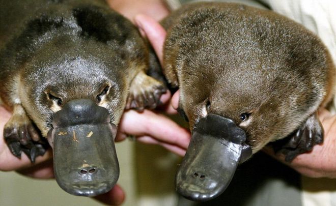 Image result for platypus