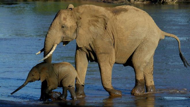 Why is ivory so valuable?