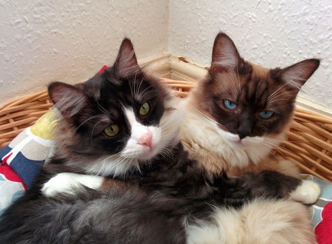 கைப்பிடித்து கொண்டிருக்கும் இரண்டு பூனைகள்