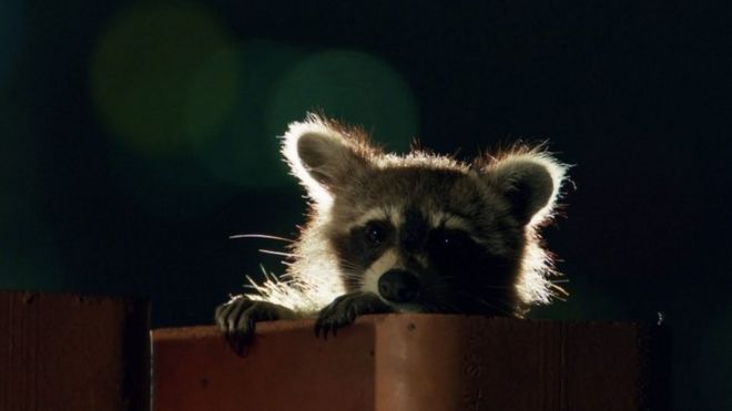 Raccoon, file pic