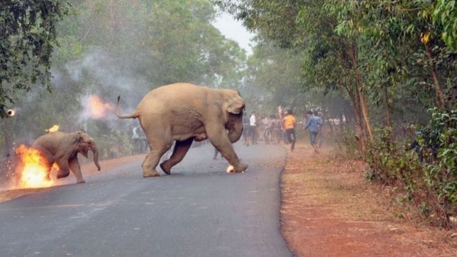 Dos elefantes en llamas escapan de unos mafiosos en India. (Foto: Biplab Hazra / Concurso Fotográfico de Vida Silvestre de Sanctuary)