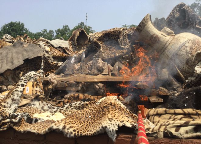 Animal body parts being burnt at Chitwan, 22 May