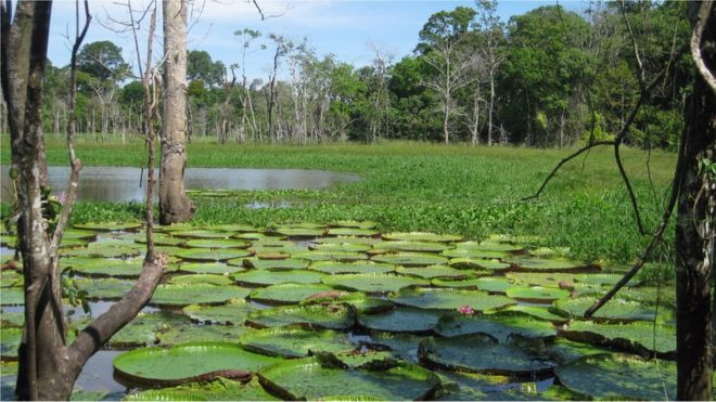 The Amazon basin is the largest and most complex river system in the world