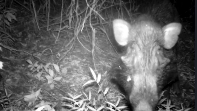 Javan warty pig captured on a camera trap