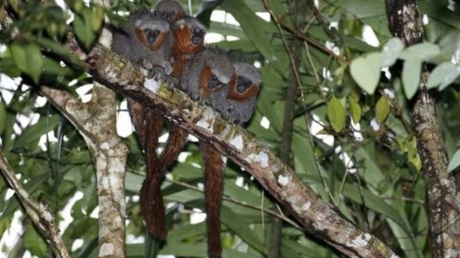 அமேசான் காடு