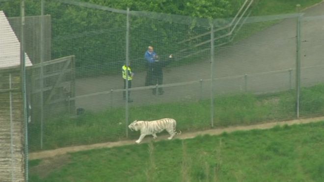 One of the pictures of a tiger in its enclosure at Hamerton Park Zoo