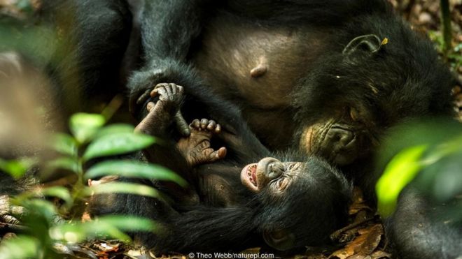 A female bonobo (Pan paniscus) tickles her baby