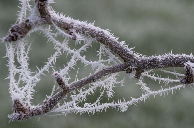Ice crystals on a tree