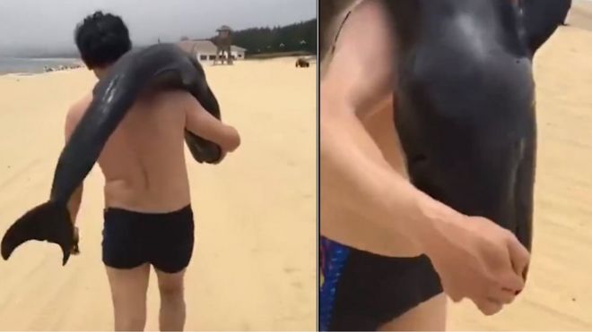 Chinese police hunt man who walked off beach with a dolphin