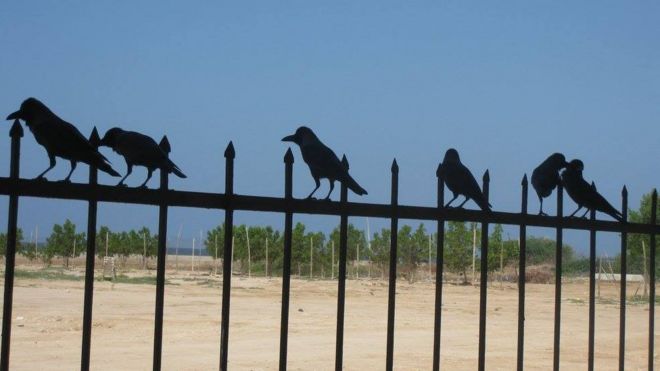 Crows