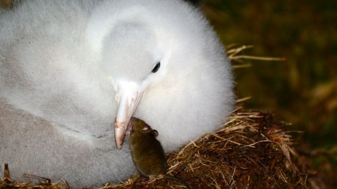 Tristan albatross chick with mouse