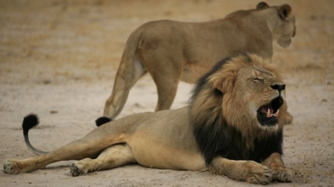 A much-loved Zimbabwean lion called "Cecil" was allegedly killed by an American tourist on a hunt using a bow and arrow in 2015