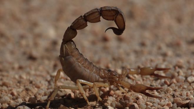 Androctunus Australis