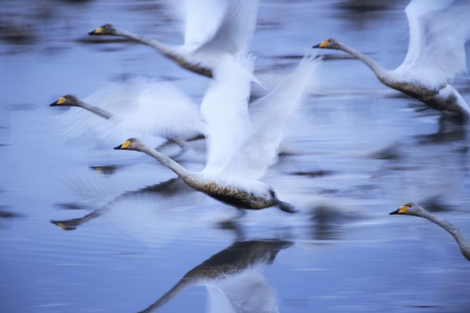 Swans fly through the air