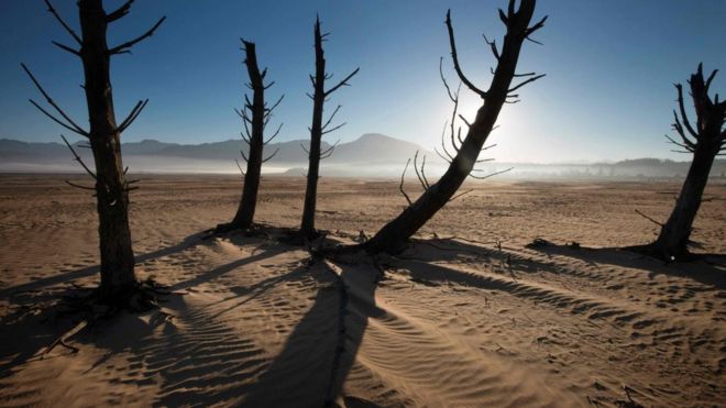 Bare sand and dried tree trunks standing out at Theewaterskloof Dam, near Villiersdorp, about 108km from Cape Town