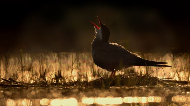 Calling Tern by Ondrej Pelanek