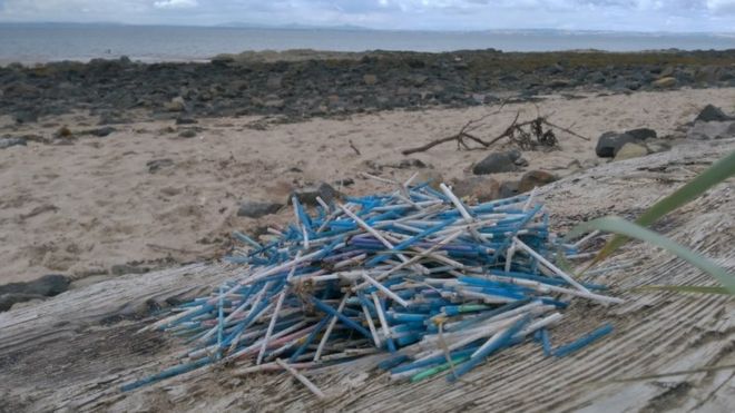 Cotton buds collected at Gullane
