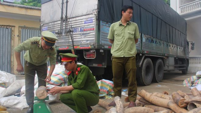 Image result for Giới chức tiến hành tiêu hủy ngà voi và sừng tế giác bị tịch thu từ buôn lậu trái phép ở Việt Nam