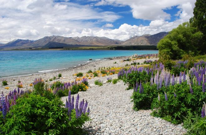 டெனிஸ் மக்லிஸ்டர்: நியூசிலாந்தின் சௌத் ஐலென்ட்டில் அமைந்துள்ள டெகபோ ஏரிக்கரையில் நவம்பர் மாதம் எடுக்கப்பட்ட புகைப்படம் இது. நான் என்னுடைய கணவரோடு 6 வார பயணம் மேற்கொண்டேன். அந்த கடற்கரையோரம் முழுவதும் வனத்து லுப்பின் மலர்கள் பூத்துக் கிடந்ததால், மிகவும் நன்றாக இருந்தது.