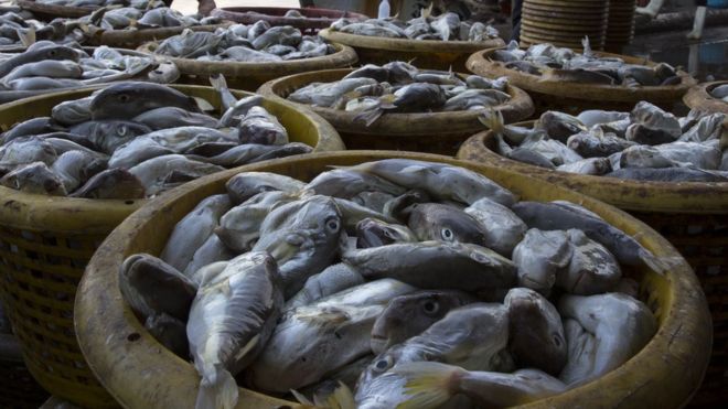 Barrels of fish in Thailand