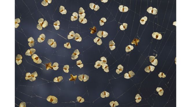 Semillas de abedul plateado atrapadas en una tela de araña en Norfolk, Inglaterra.