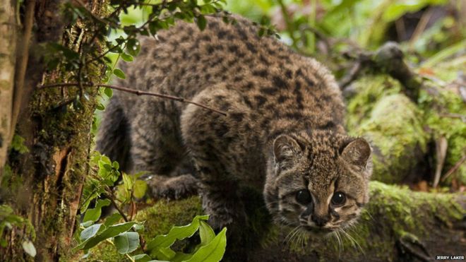 The Wildcat of Chile