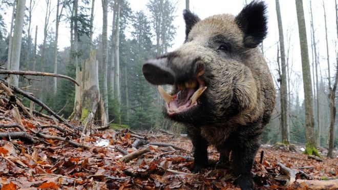 A wild boar (file photo)