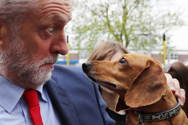 زعيم حزب العمال المعارض في بريطانيا ، جيريمي كوربن، يعبر عن دهشته من كلب ألماني يسمى كودي خلال إحدى الحملات الانتخابية خارج مستشفى في بلدة غريت يارموث بإنجلترا يوم 13 مايو/أيار 2017.