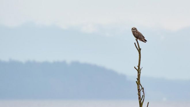 Short-eared Owl by Josiah Launstein