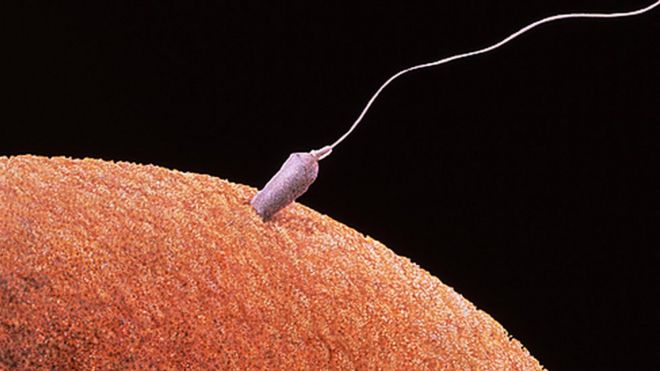 fertilisation - sperm and egg