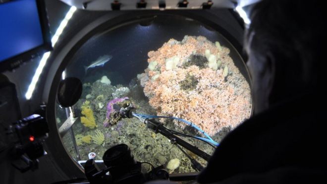 Coral de água fria visto de dentro de um submarino