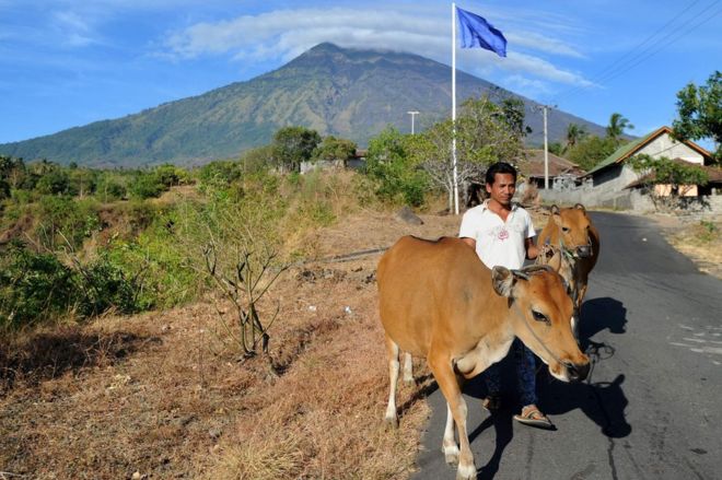 A farmer moves cattle from his land in the Kubu subdistrict of Karangasem Regency on the Indonesian resort island of Bali on 26 September 2017, as Mount Agung volcano looms in the background.